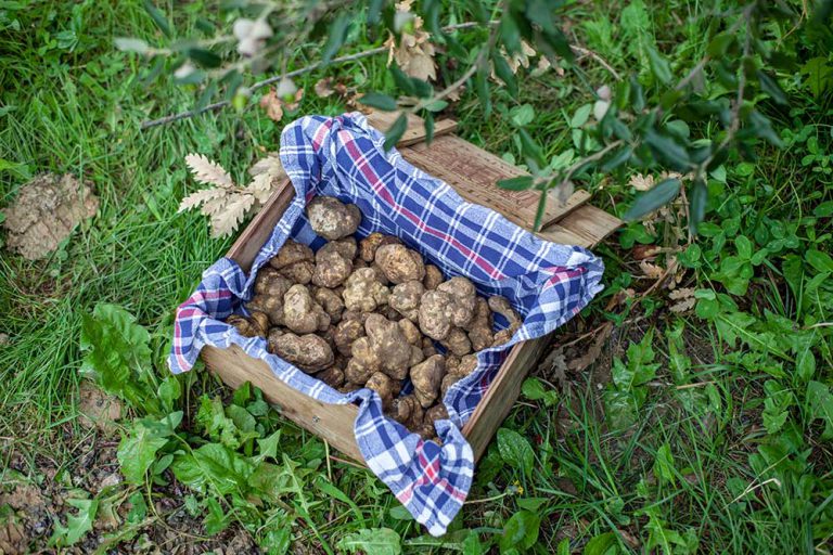 Truffle Hunting on Crete Island The Syntopia Blog